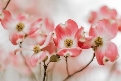 特写摄影中的粉红樱花